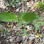 Scabiosa triandra पत्ता