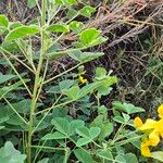 Crotalaria goodiiformis Φύλλο