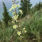 Anticlea elegans Blüte