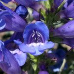 Penstemon speciosus Fiore