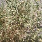 Solanum chilense