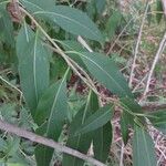 Cestrum parqui Feuille