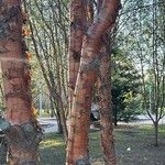 Prunus maackii 樹皮
