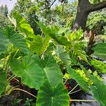 Colocasia esculentaFolla