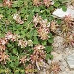 Trifolium thalii অভ্যাস