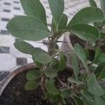 Euphorbia milii 樹皮