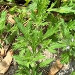 Verbena bracteata Blatt