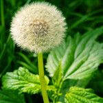 Taraxacum officinale Fruchs