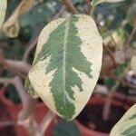 Ficus rubiginosa Blatt