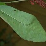Isertia spiciformis Folio