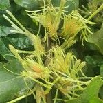 Erianthemum dregei 花