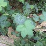 Pelargonium multibracteatum Leaf