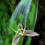 Scoliopus bigelovii Flor