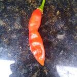 Capsicum baccatum ᱡᱚ