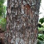 Swietenia macrophylla چھال