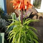 Fritillaria imperialis Natur