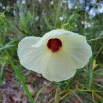 Hibiscus aculeatus Flor
