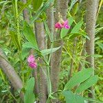 Lathyrus heterophyllus Flower