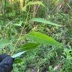 Salix amygdaloides Hoja