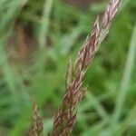 Festuca rubra Fruto