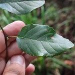 Alnus orientalis Leaf