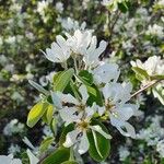 Amelanchier ovalisКветка