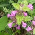 Clinopodium vulgareFlower