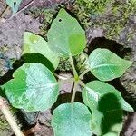 Circaea alpina Leaf