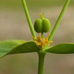 Euphorbia biumbellata Fleur