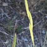 Brachypodium phoenicoides Λουλούδι