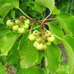 Actinidia melanandra