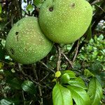 Chaenomeles japonica Meyve