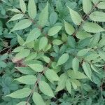 Toona sinensis Ліст