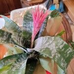 Aechmea fasciata Çiçek