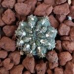 Gymnocalycium baldianum ഇല