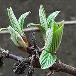 Viburnum × bodnantense Blad