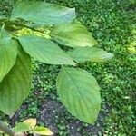 Cornus nuttallii Hoja