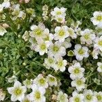 Saxifraga exarata Flor