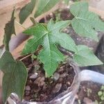 Carica papaya Leaf