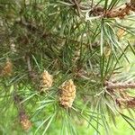 Pinus sylvestris Gyümölcs