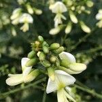 Styphnolobium japonicum Çiçek