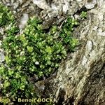 Herniaria alpina Kora