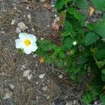 Cistus salviifolius Pokrój