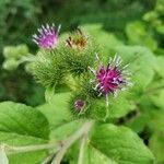 Arctium minusফুল