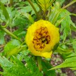 Paeonia delavayi Цветок