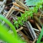 Selaginella selaginoides Folha