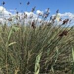 Juncus acutus Habit