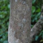 Psydrax odoratus Bark