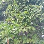 Cerbera manghas Ліст