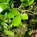 Zanthoxylum asiaticum पत्ता